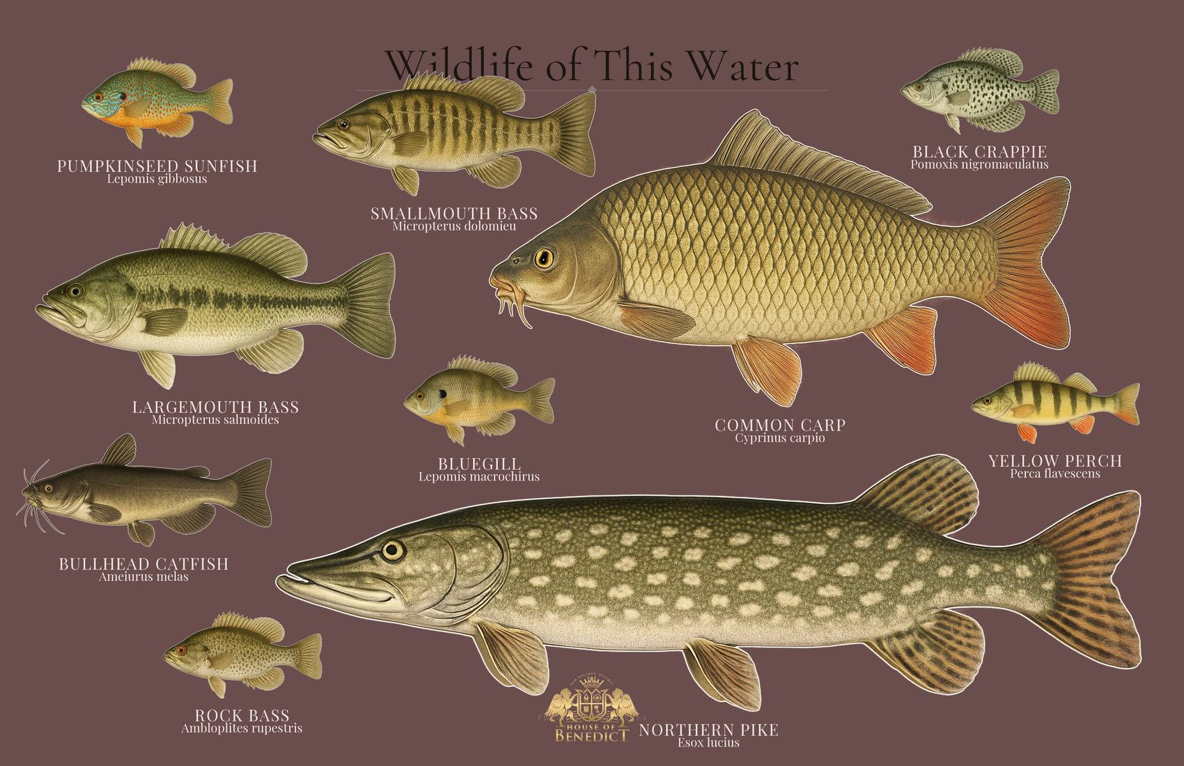 Sample FishingPoster.com poster showing illustrated lake species